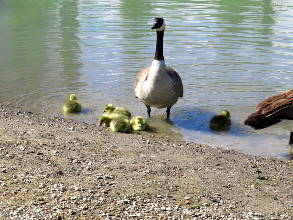 First Swimming Lesson