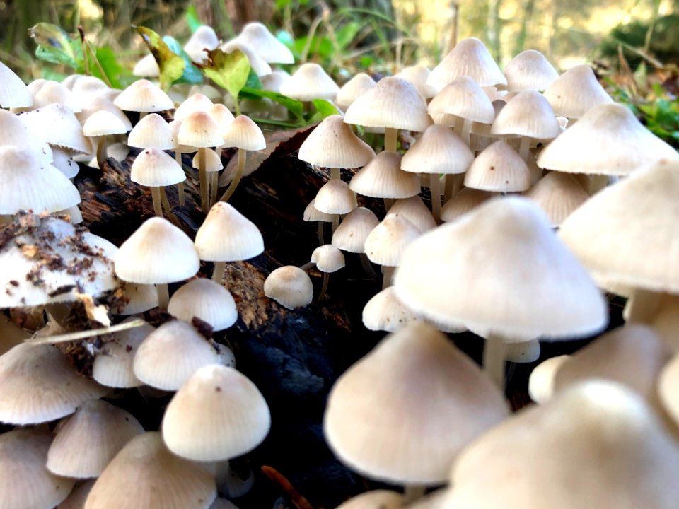 Mushroom forest