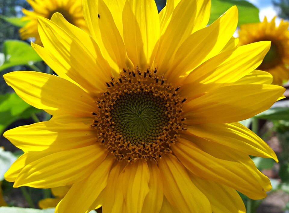 Insect yellow summer