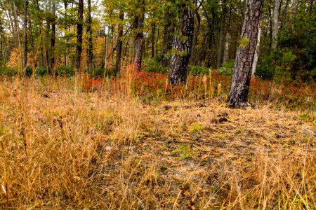 Pine Barrens2, MAGLEV NORTH TRACT