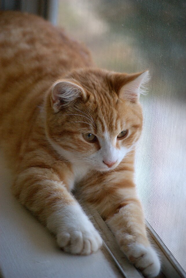 Pet cute feline