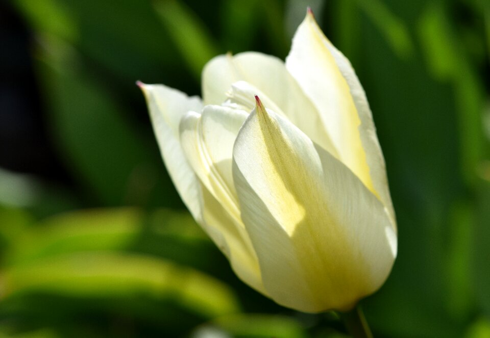 Bloom bright yellow garden photo