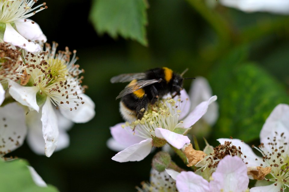 DSC 6387 White-tailed bumblebee - Bombus lucorum
