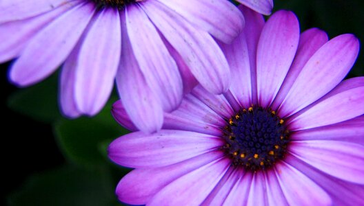 Flowers photography purple photo