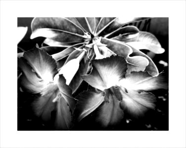 Desert rose