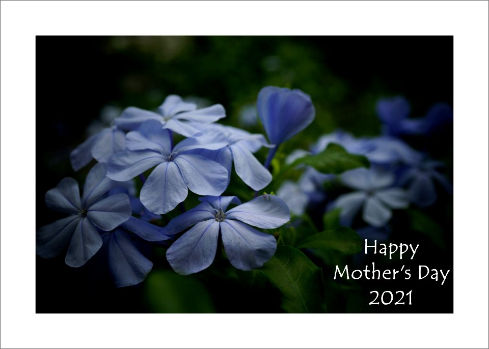 Flowers for Mother's Day 2021