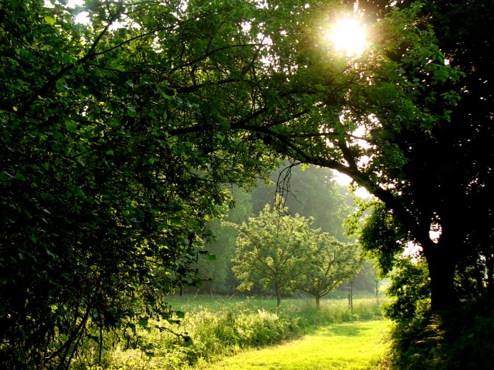 Romantic nature trail forest