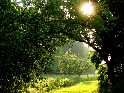 Romantic nature trail forest photo