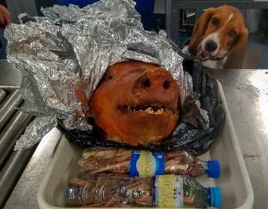 Cooked pig head with Hardy