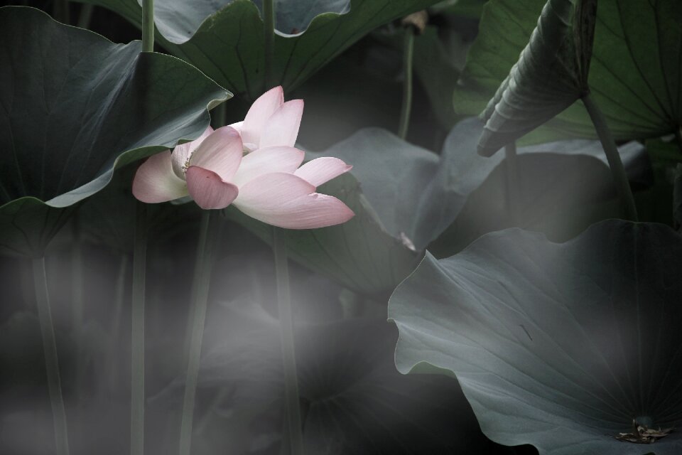 Summer background pond