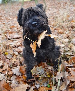 Foliage black dog black schnauzer