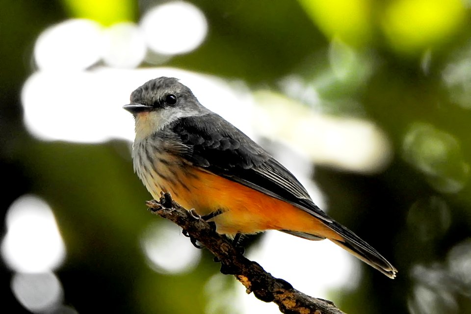 Pyrocephalus rubinus