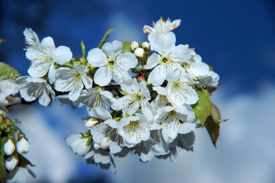 Spring sky bloom