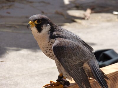 Raptor profile falconry photo
