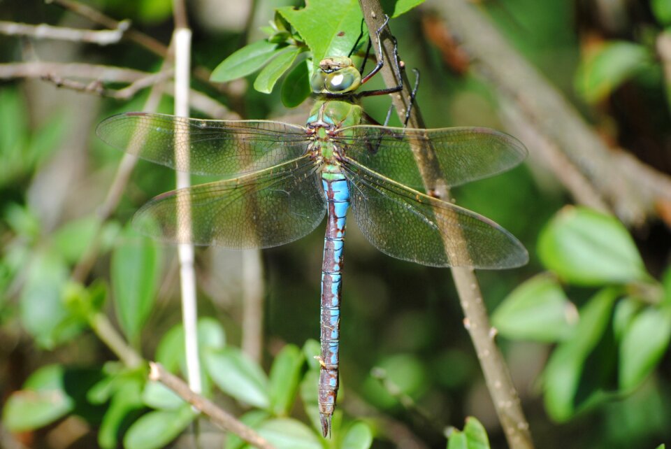 Macro photography wing filigree