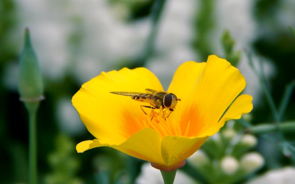 Flower bloom spring