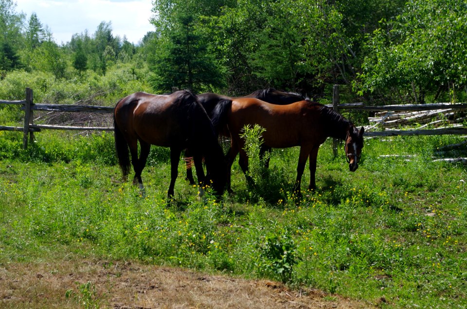 Chevaux Centre MAestro - 17