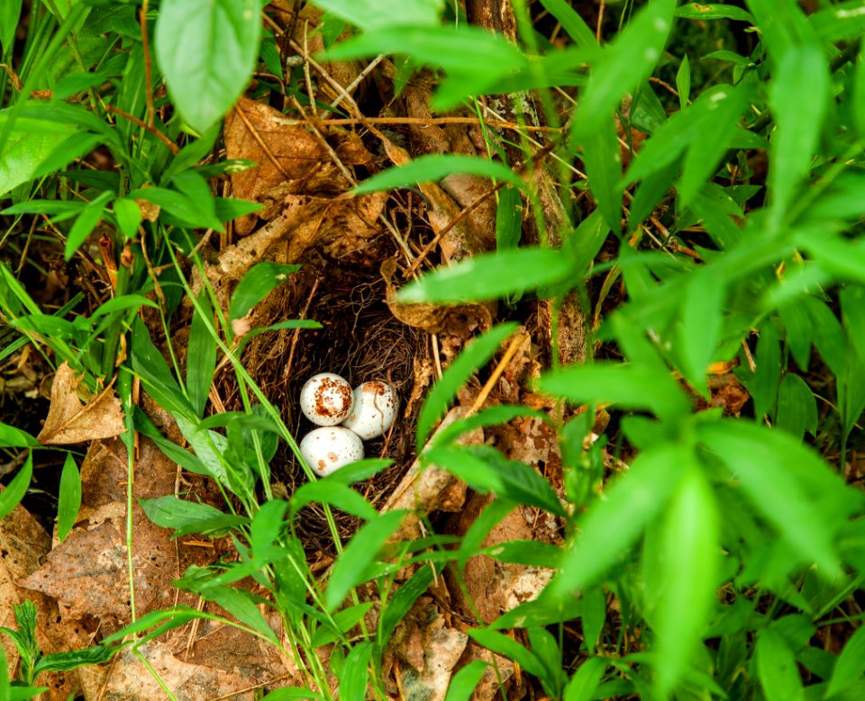 Maglev Impact zone Kentucky Warbler Nest