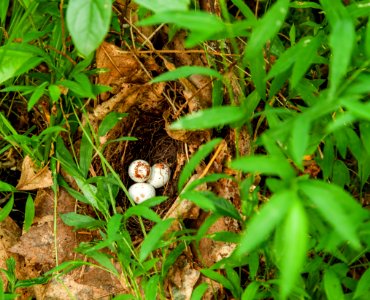 Maglev Impact zone Kentucky Warbler Nest