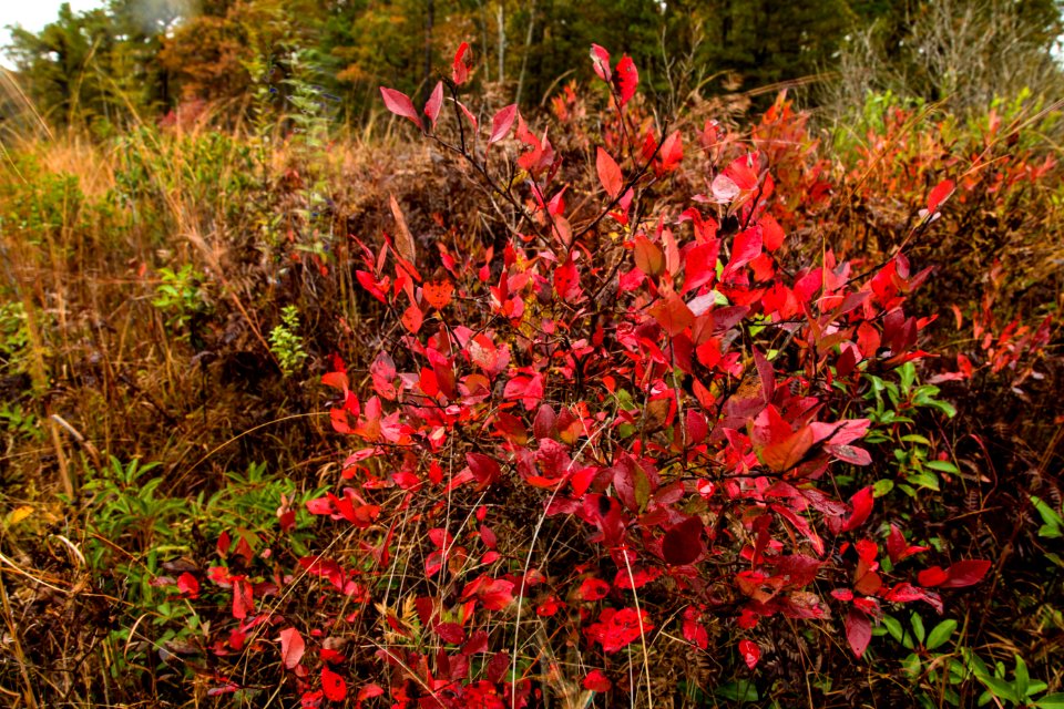 Fall, Maglev North Tract