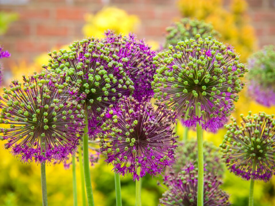 Spring nature spring flower