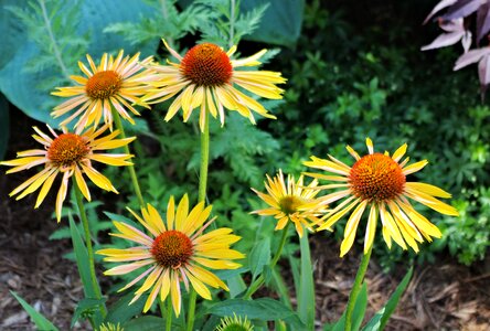 Flowers yellow canada photo