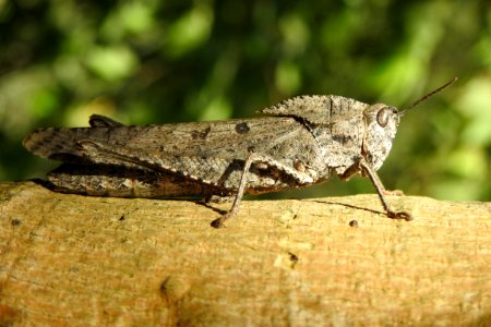 saltamontes