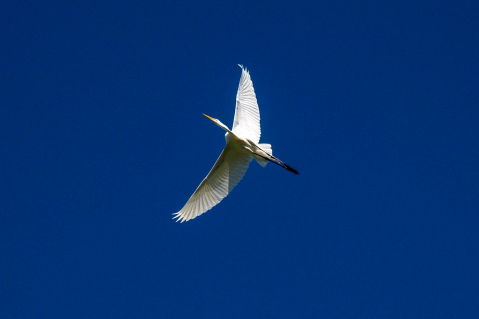 20200423-APHIS-LSC-1453