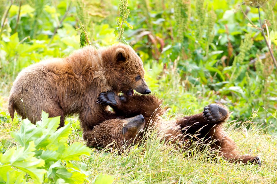 Sibling cubs at play