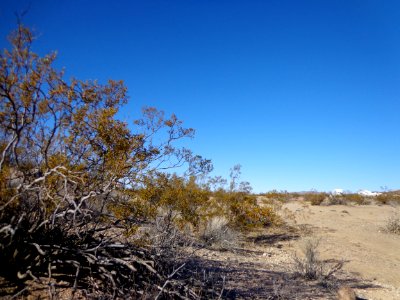 Desert Landscape