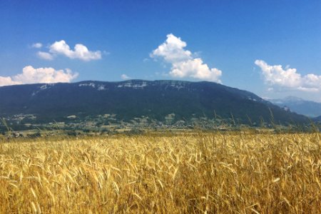 Pays de l'Albanais Le Semnoz vu depuis un champ de blé au sommet de colline d'Héry-Sur-Alby