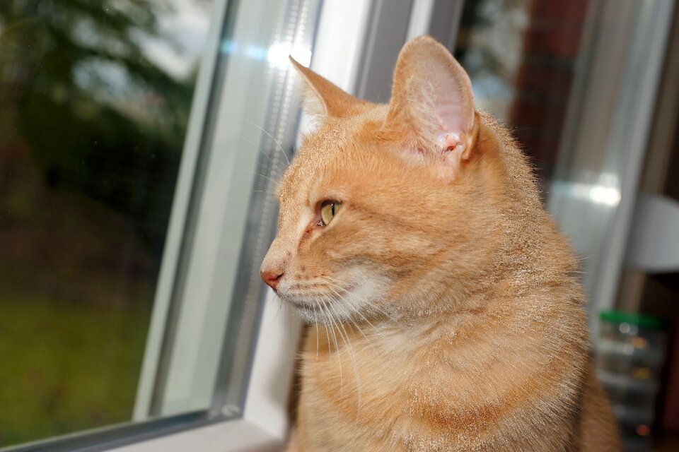 Portrait pet graceful