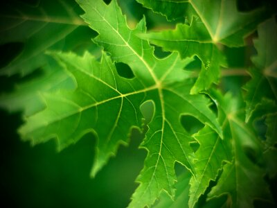 Nerves green nature