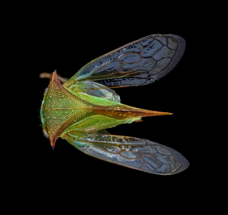 Leaf hopper, back 2020-08-03-18.01.45 ZS PMax UDR
