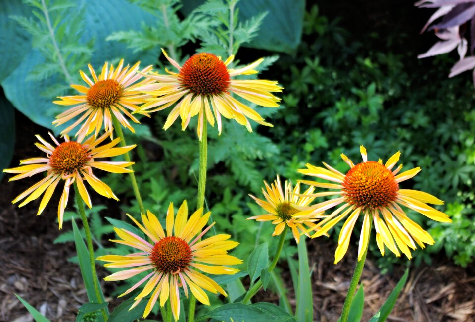 Flowers ontario canada