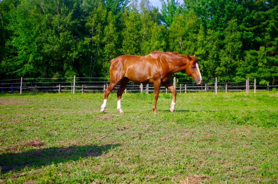 Chevaux Centre MAestro - 23