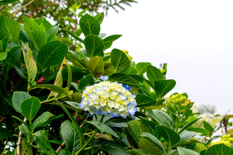 hortensia - plantas serranía del perijá