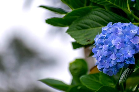 hortensia - plantas serranía del perijá