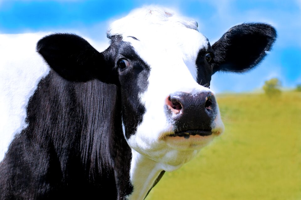 Livestock black and white beef