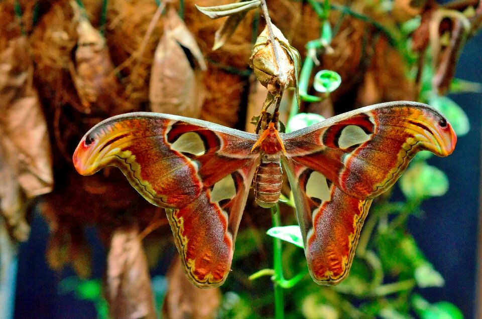 Colorful insect edelfalter