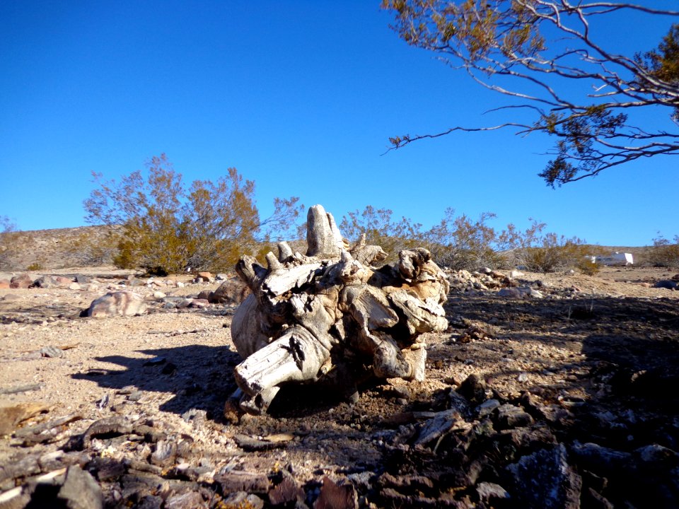 Washed Up Tree Stump