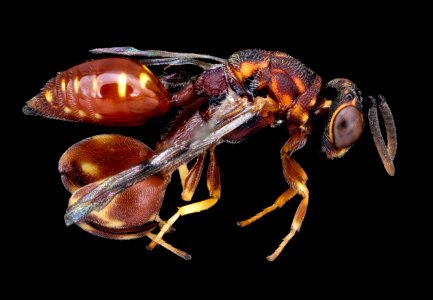 Red wasp, right, MAGLEV 2020-08-12-17.52.14 ZS PMax UDR