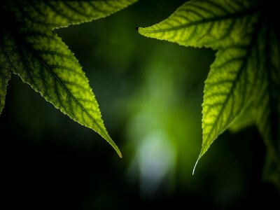 Nerves green nature photo