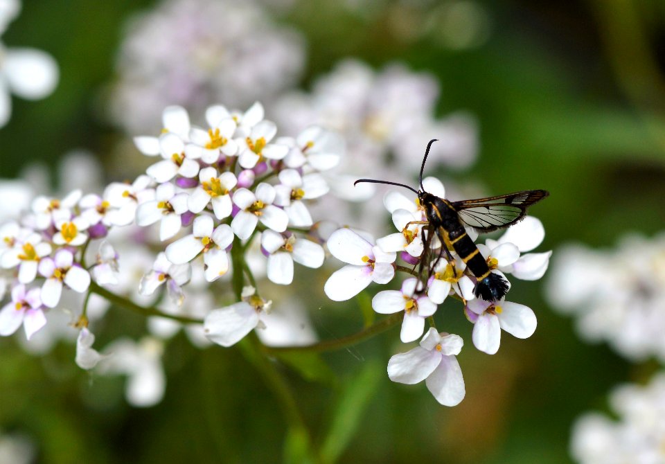 DSC 6331 Currant Clearwing moth