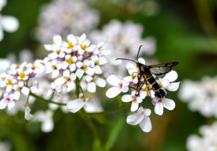 DSC 6331 Currant Clearwing moth