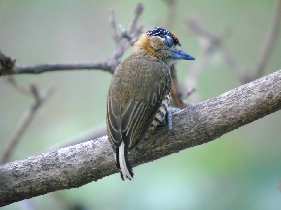 Picumnus temminckii