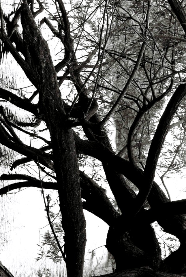 Trees in Crystal Palace Park, London