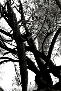 Trees in Crystal Palace Park, London