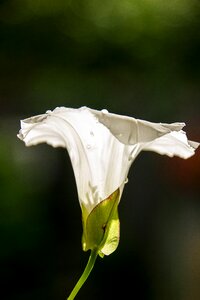 Bindweed light flowers