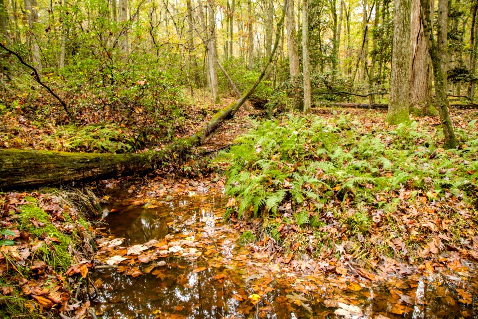 MAGLEV stream, north tract